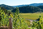 Poetry Vineyard