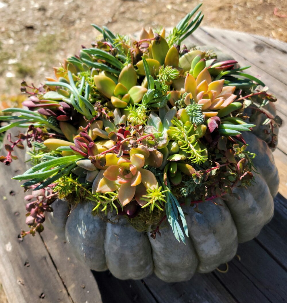 Harvest Creations: Succulent Centerpiece Class & Wine Tasting